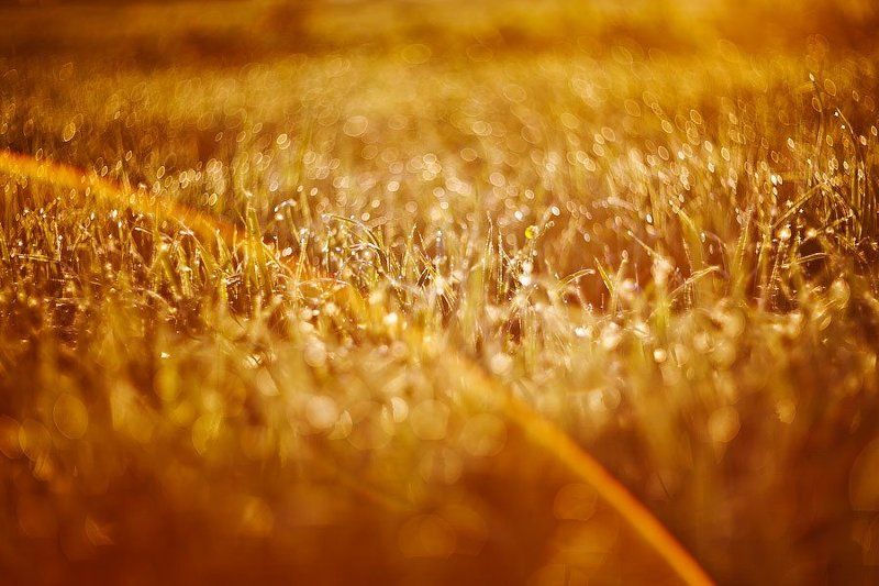 В первых лучах...photo preview