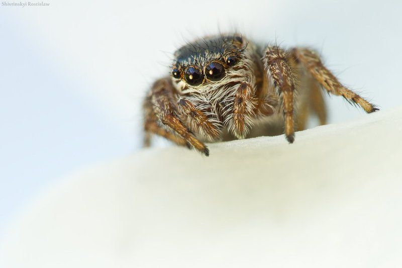 паук, макро, ростислав, 7d, 100mm Глазастые жители нарциссаphoto preview