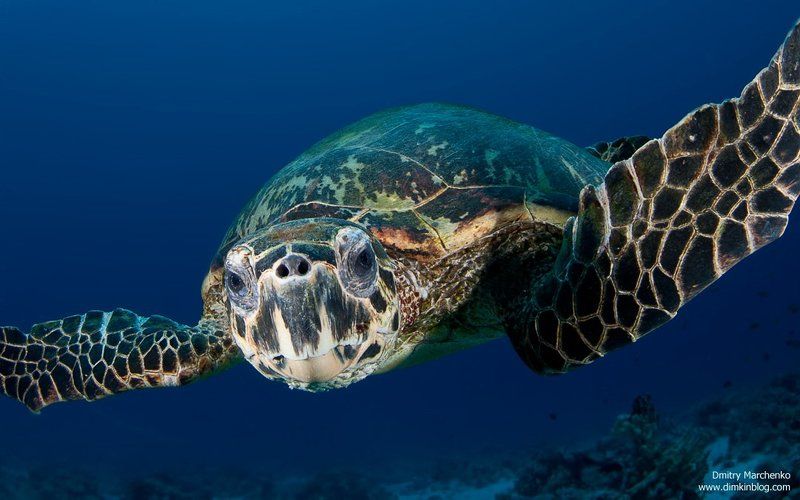 черепаха, морская черепаха ***photo preview