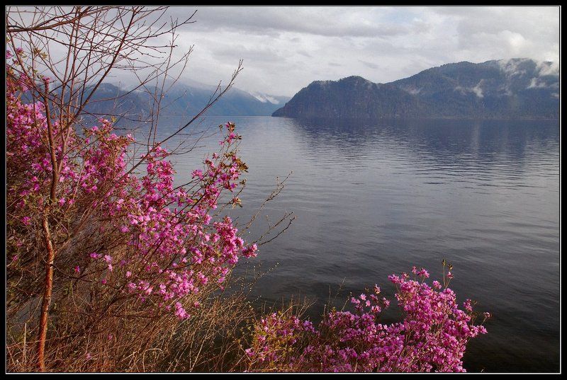 алтай, телецкое, озеро Маральник.photo preview