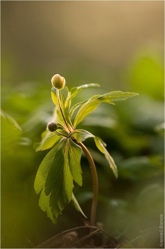 цветок, парк Парковый этюдphoto preview