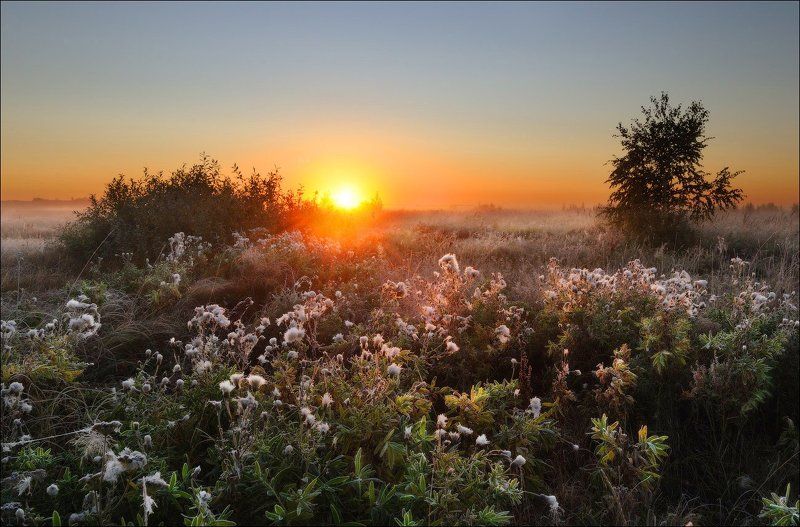 УТРО В ПОЛЕphoto preview