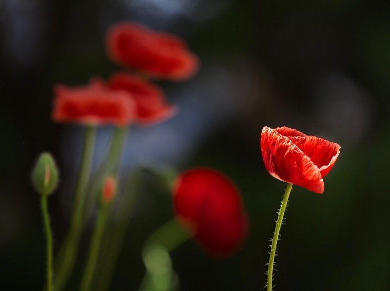 мак * * *photo preview