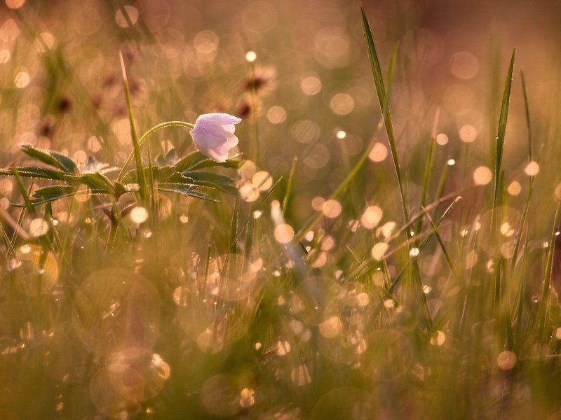 весна, утро, роса Солнечные ванныphoto preview