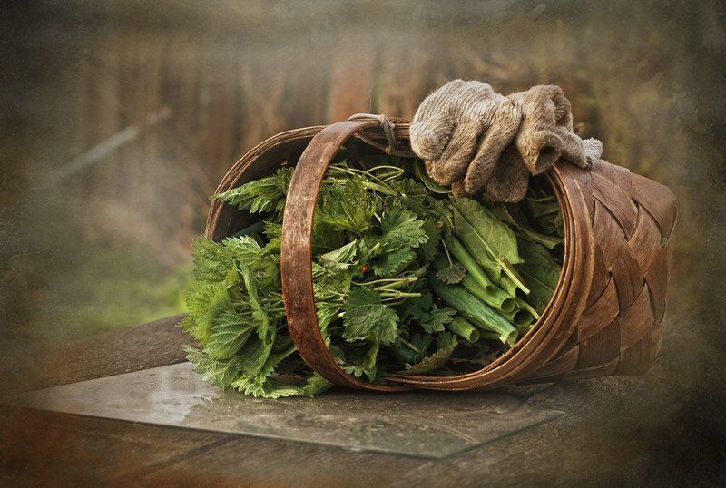 щавель, крапива, перчатки, божья коровка, корзинка, щи Майские щиphoto preview