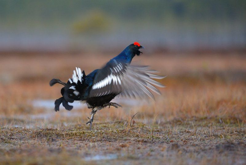 азартphoto preview