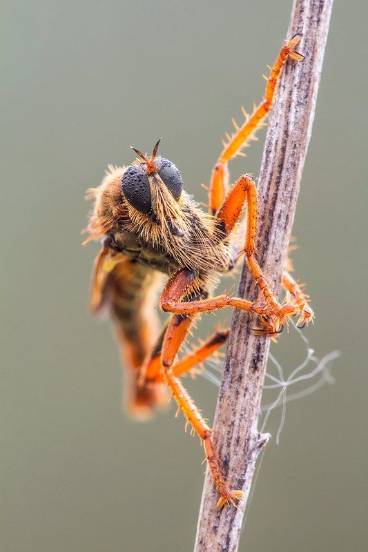diptera Robberflyphoto preview