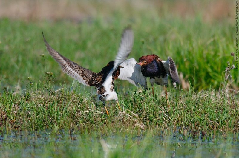 турухтан Начало схваткиphoto preview