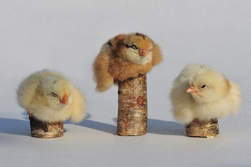 цыплята Сонphoto preview