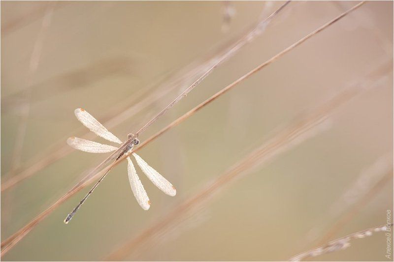 стрекоза, утро, луг Карамельное утроphoto preview