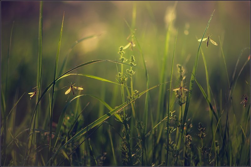 весна,вечер,природа, Комарики.photo preview