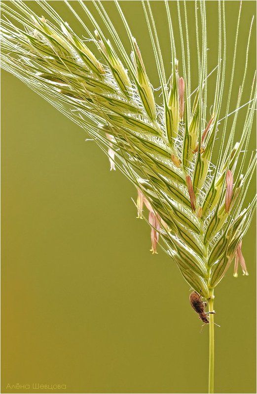 долгоносик, колосок Попурри на тему \