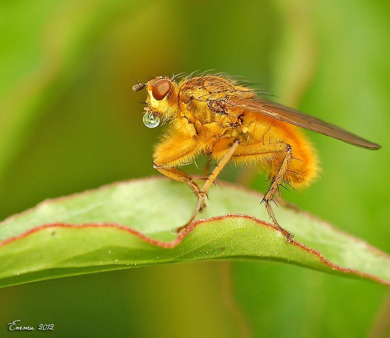 муха, природа, макро муха фото превью