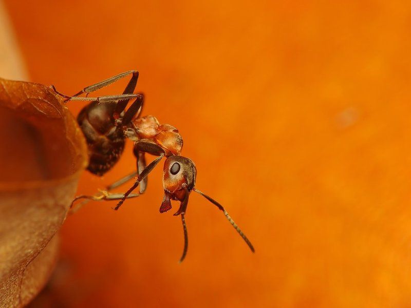 macro, insects, ants Commandophoto preview