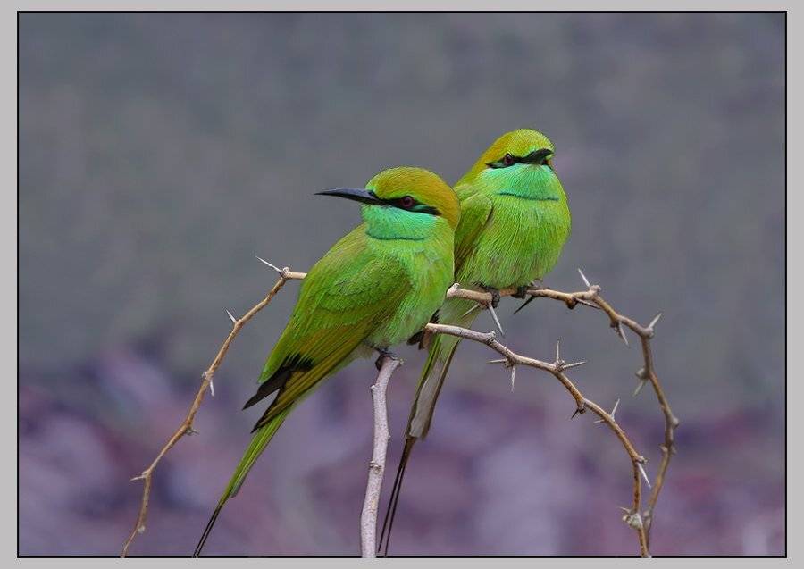 Шерочка с машерочкой. Автор: Sergey Volkov малая зеленая щурка, merops orientalis orientalis, индия, гуджарат, Sergey Volkov