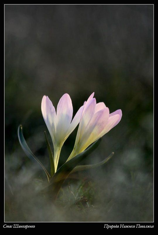 Разноцветные брандушкиphoto preview