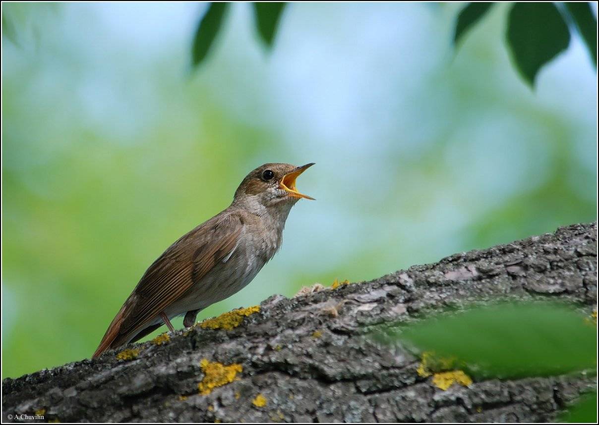 соловей,певун,май, Александр Чувилин