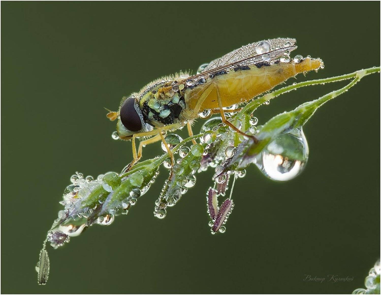, Виктор Кулицкий