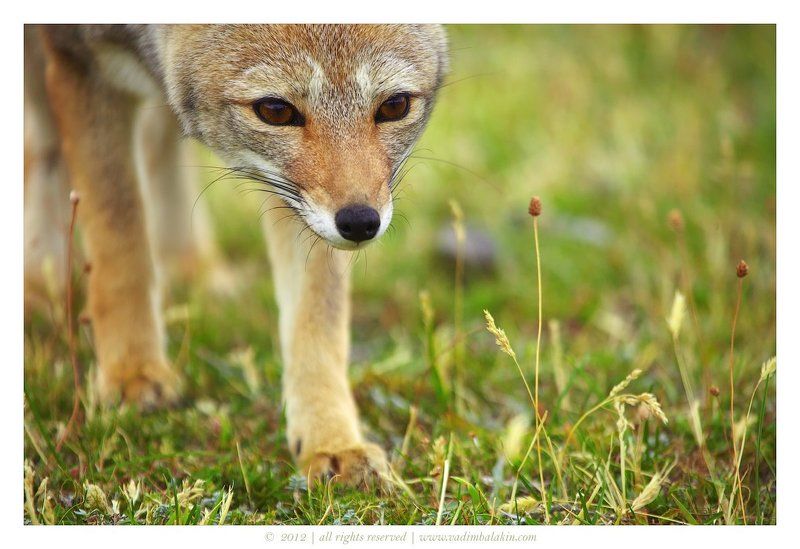 Мягкой поступью фото превью