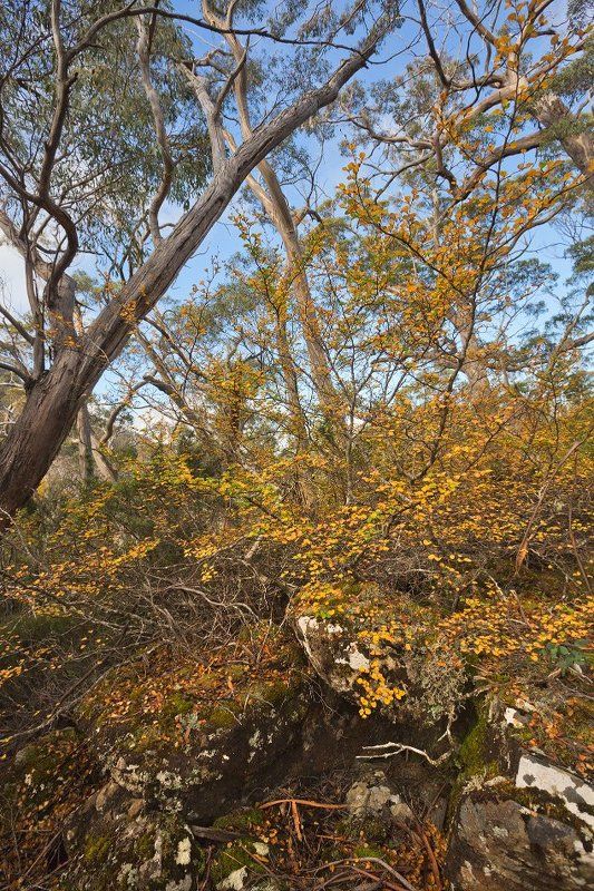 tasmania, fagus Осень в Тасмании. фото превью