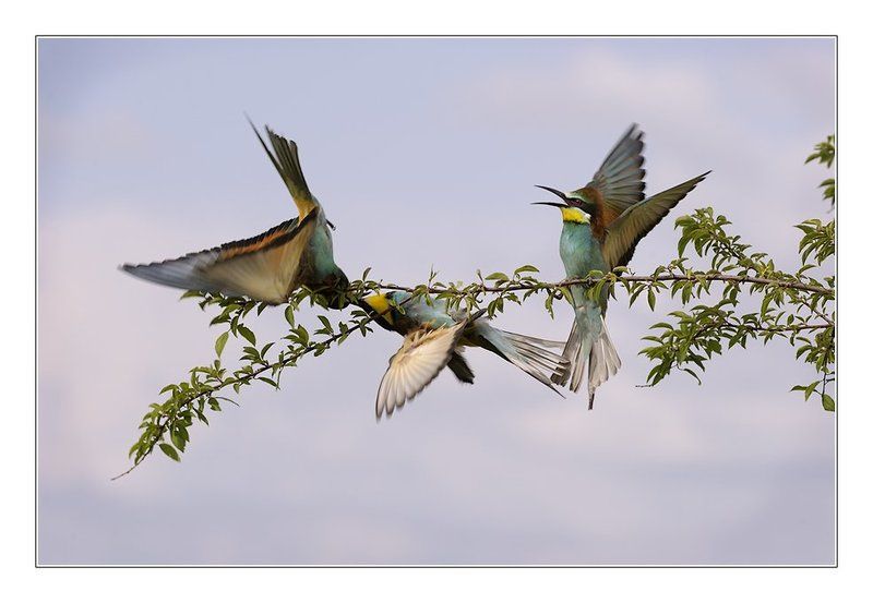 золотистые, щурки Ой! Мужика бьют!photo preview