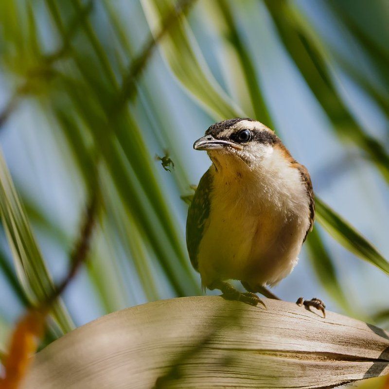 rufous-naped wren,campylorhynchus rufinucha, рыжешейный кактусовый крапивник,коста-рика,птицы Вот муха пролетела и ага...photo preview