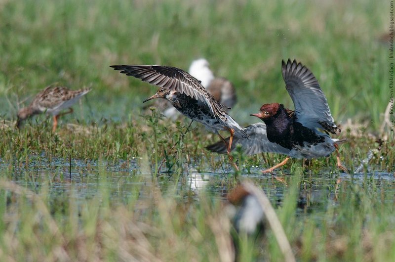 турухтан, припять, полесье Самцыphoto preview