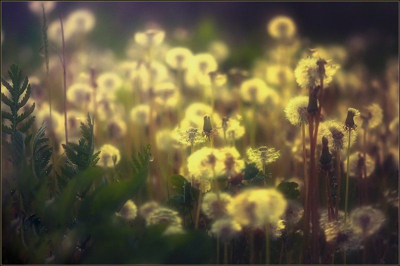 Одуванчики.photo preview