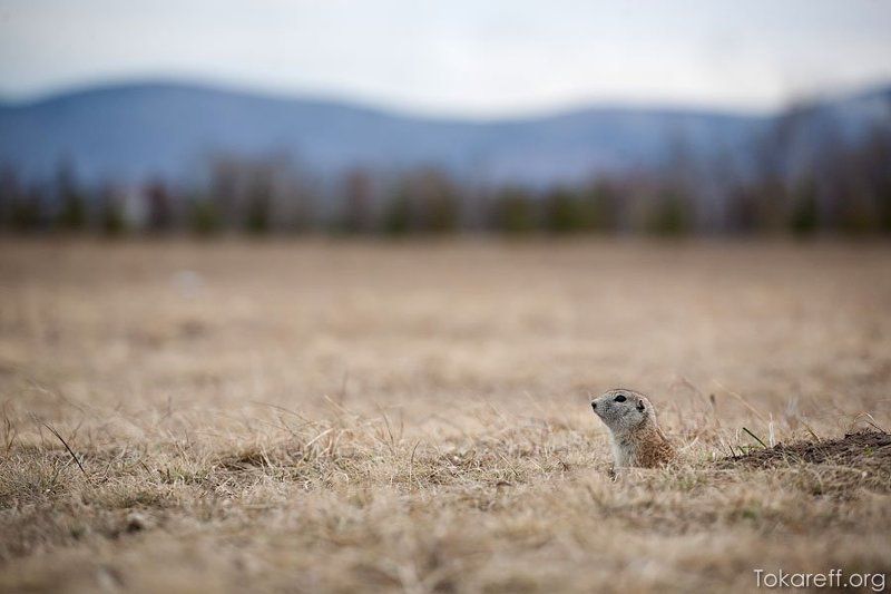 суслик, Сусликphoto preview