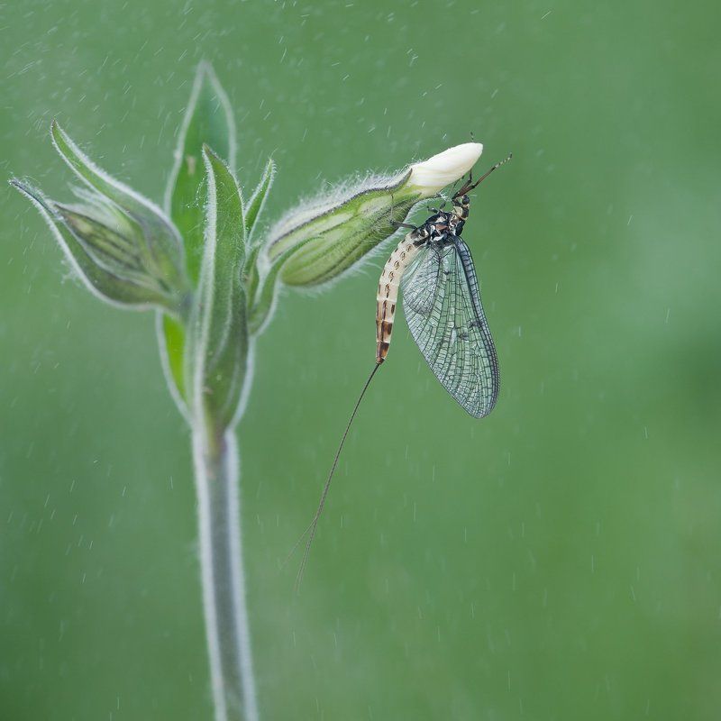 mayflayphoto preview