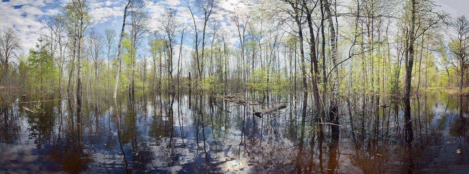Влажные тропические леса Мещеры. Автор: Валерий Пешков мещера, рязанская, область, леса, разлив, весна, Валерий Пешков