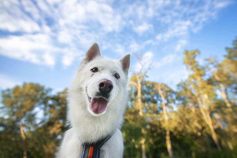 husky, dog Flinnphoto preview