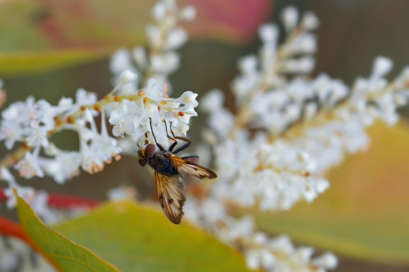 жук,лапы,глаза,свет,блик,солнце,муха,крылья,хвост ***photo preview