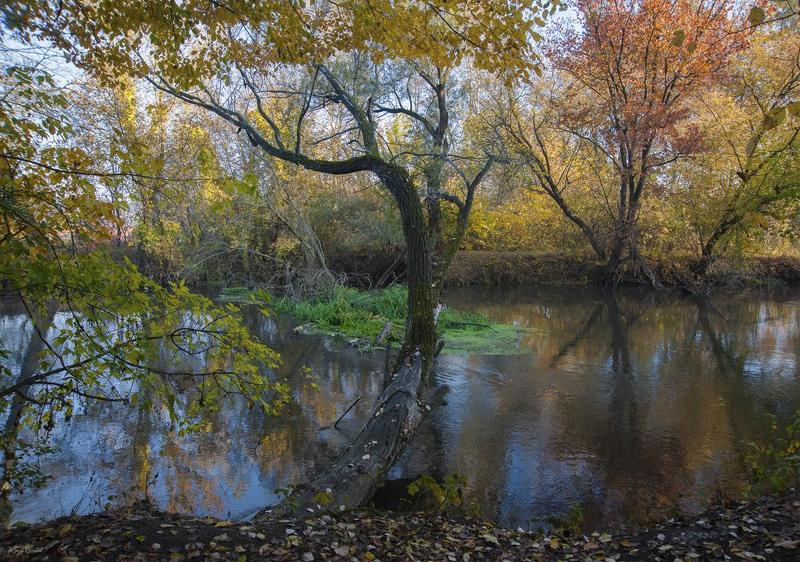 осень,утро,берег,река,лес Лесная речка ...photo preview