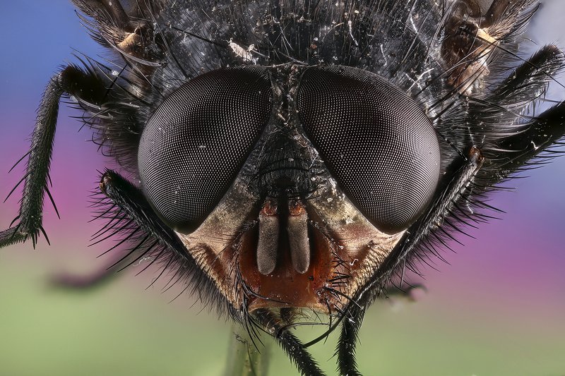 Мухаphoto preview