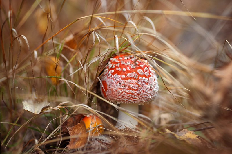 краски осени фото превью