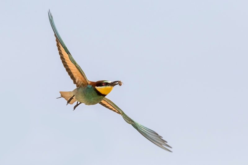 ПётрРогов,фотограф,дикаяприрода,динамика,птицы,орнитология,фотоохота,золотистаящурка,пчелоедка,canon5dmarkiii,canon600mmf4,birds,ornitology,dinamiс,wildnaturephotography,wildnature,Israel,Израиль,wildnaturephotography,wildnature Золотистая щурка photo preview