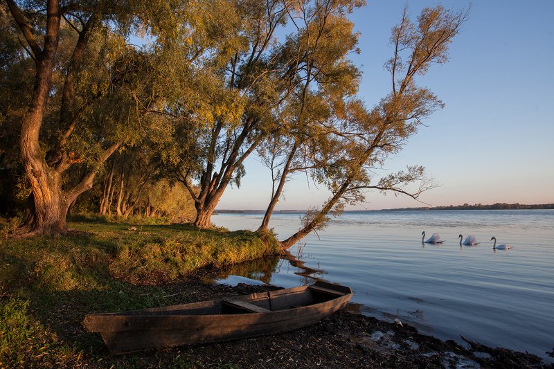 пейзаж,озеро,солнце,лебеди,утро Утренний променад фото превью