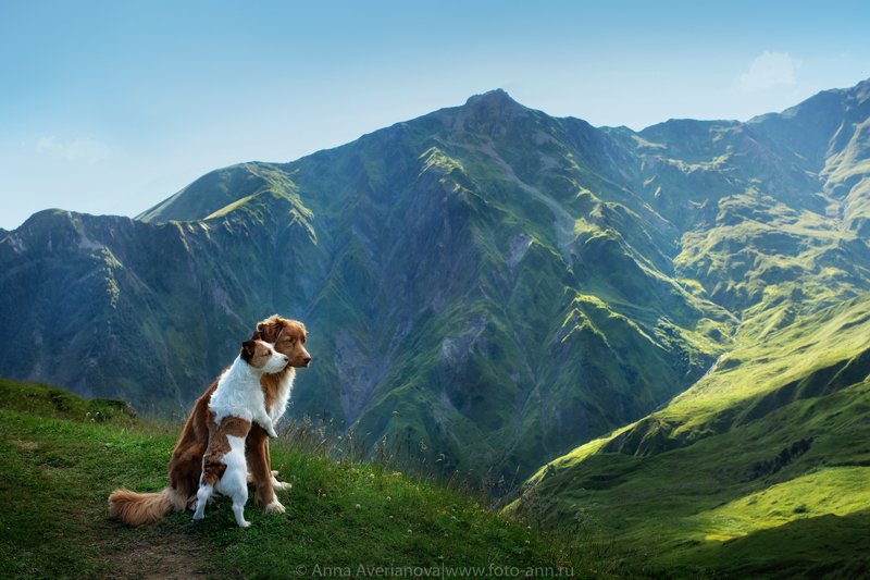 грузия, горы, природа, собаки в горахphoto preview