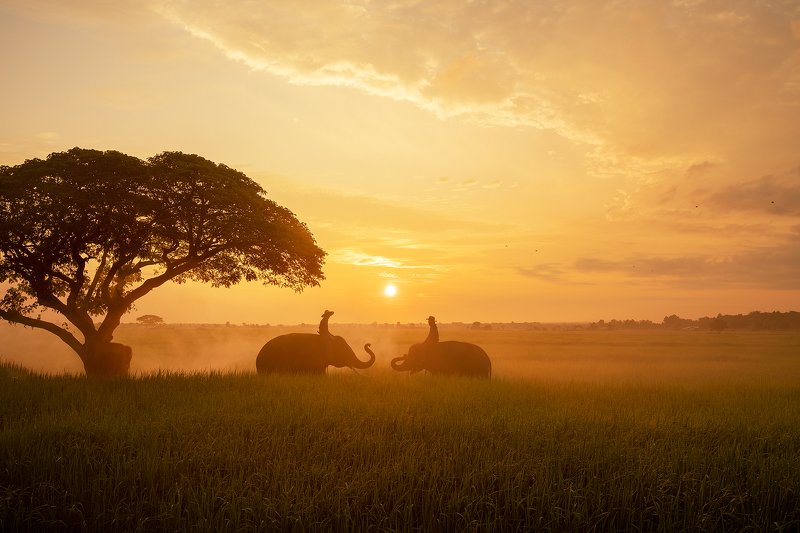 elephant,portrait,animal,Thai,Thailand,sunrise, Morning Talk photo preview