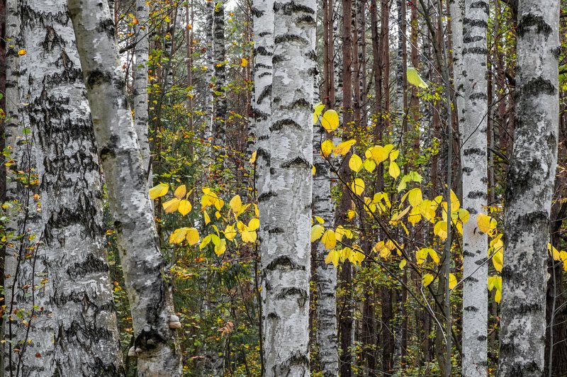осень Осенняя осень осеньюphoto preview
