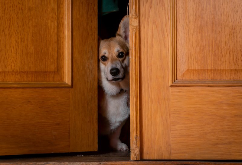 собака, вельш корги Подглядываетphoto preview