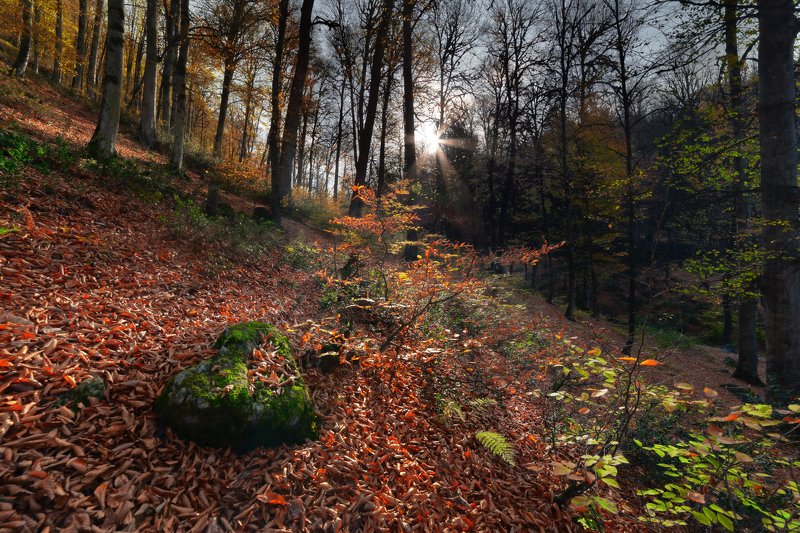 Heart of Naturephoto preview