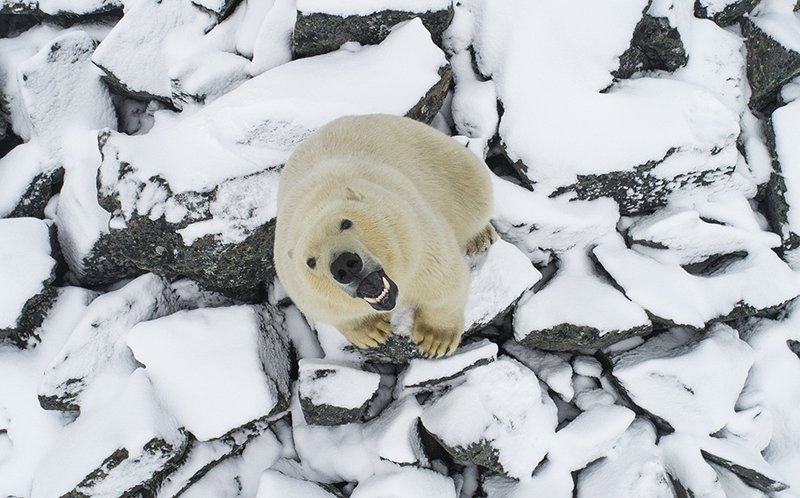 чукотка арктика осень медведь белый полярный морской ....photo preview