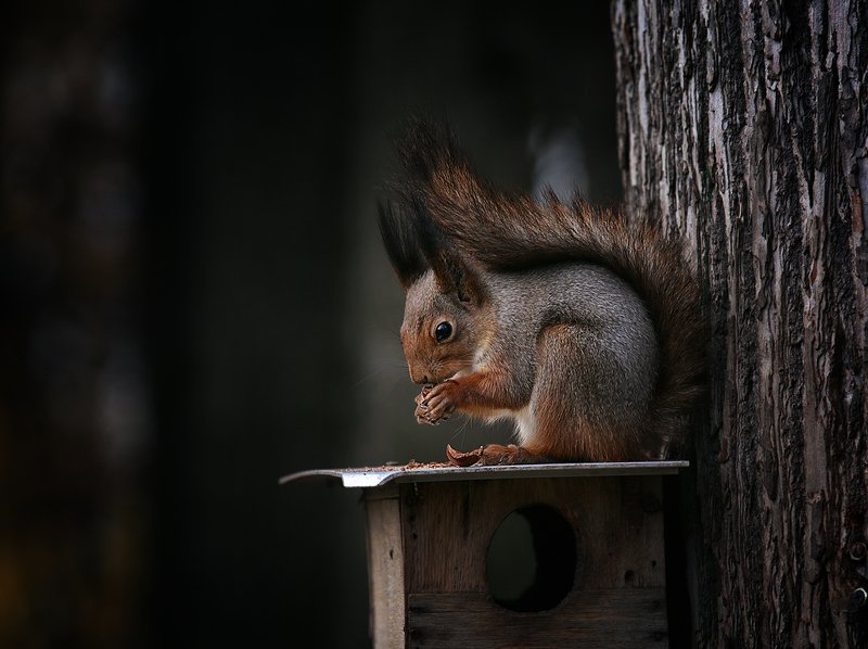 Про белокphoto preview