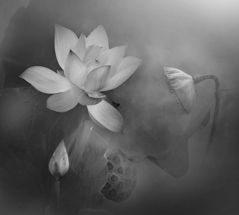 lotus, BW Lotus lifephoto preview