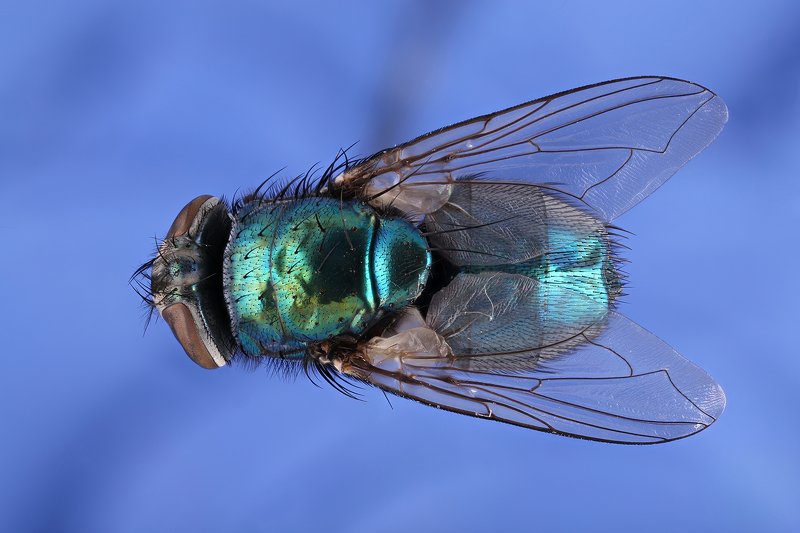 муха насекомое макро .....photo preview