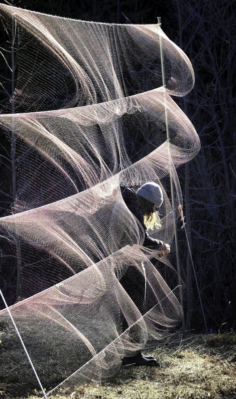 census bird, worker, canada, quebec, bird Bird in the netphoto preview