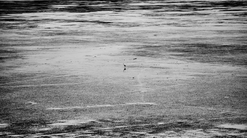 Bird alone on the shorephoto preview