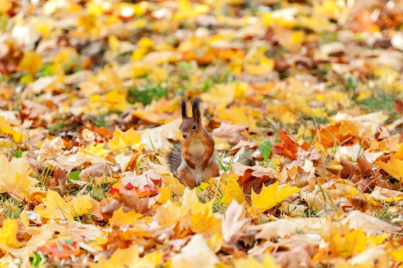 Белкаphoto preview